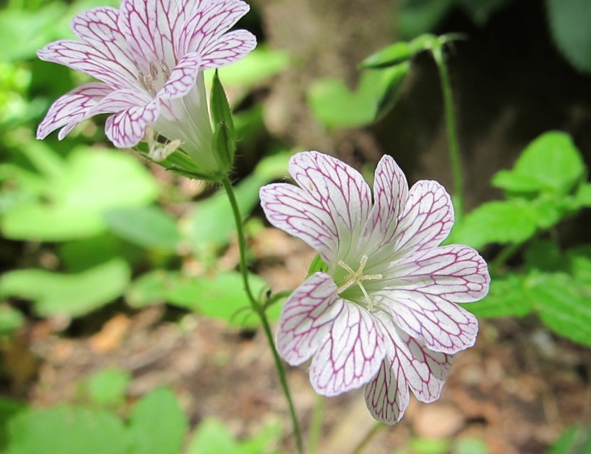 Geranium versicolor / Geranio striato